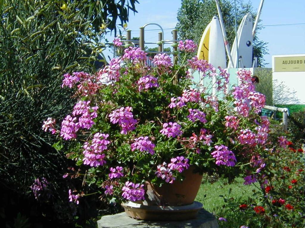 Hotel Camping De La Baie La Trinité-sur-Mer Exteriér fotografie